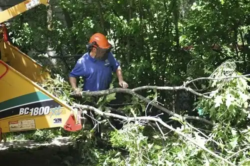 tree services Milford Mill